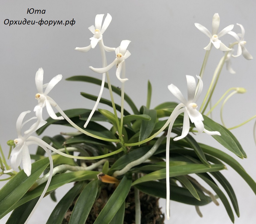 Neofinetia falcata Daiunkai 大雲海 (2).JPG