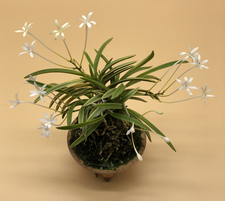 neofinetia falcata Kinboshi 金星 (2).JPG
