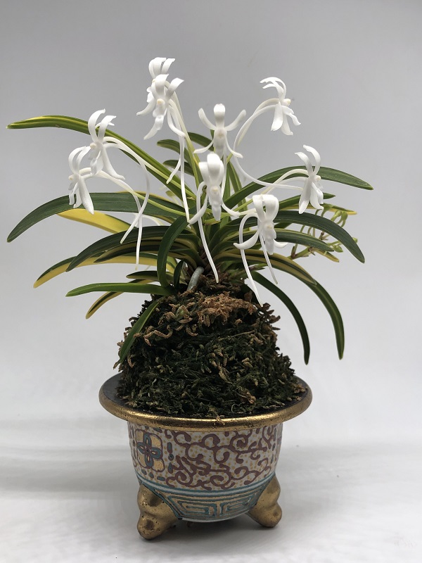 neofinetia falcata Kinkou nishiki 金 広 锦 (2).JPG