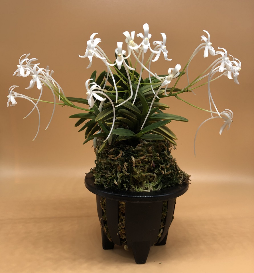Neofinetia falcata  Kinkujaku 金孔雀.JPG