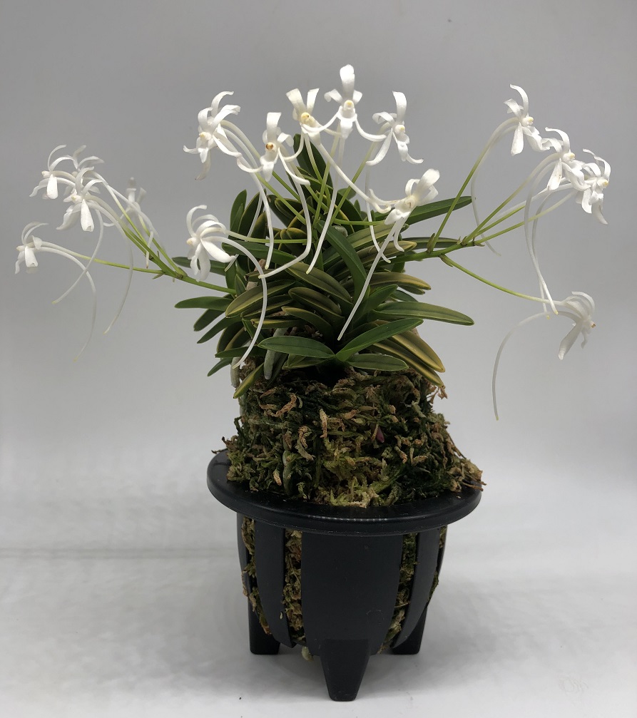 Neofinetia falcata  Kinkujaku 金孔雀 (3).JPG