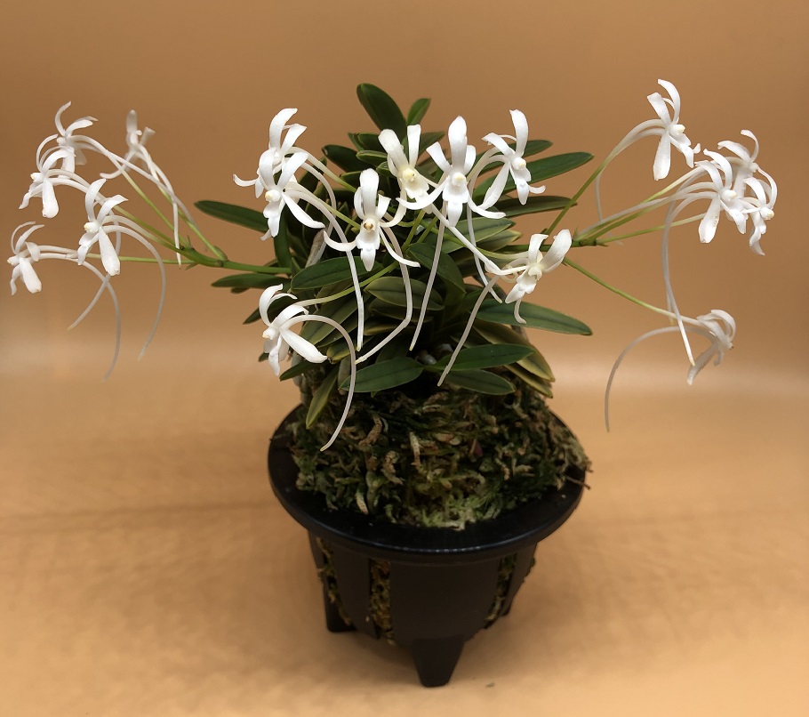 Neofinetia falcata  Kinkujaku 金孔雀 (2).JPG
