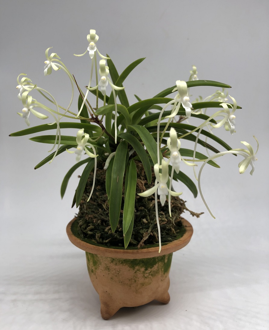 neofinetia falcata Kishu Ryokufu 紀州緑風 .JPG