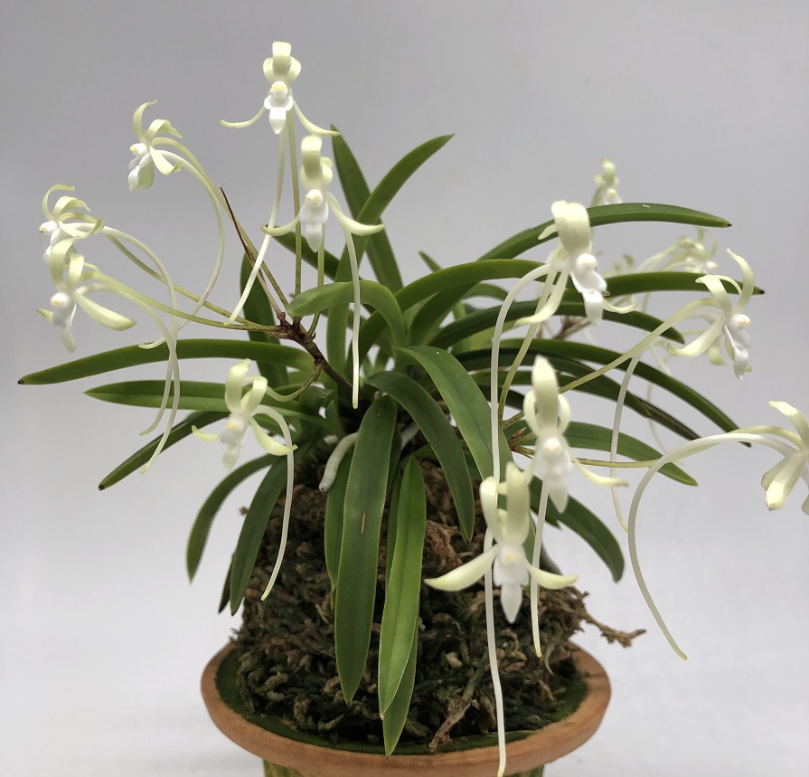 neofinetia falcata Kishu Ryokufu 紀州緑風  (2).JPG