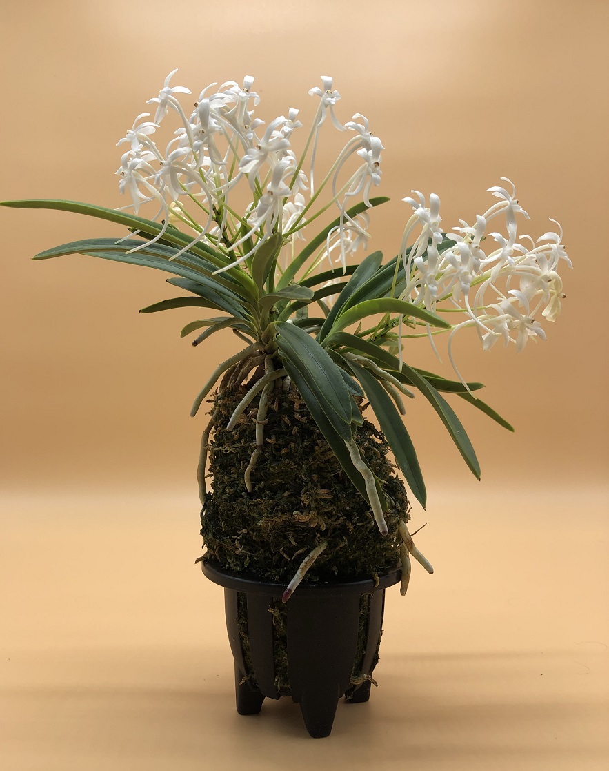 neofinetia falcata Kishuu Sekko州州雪虎 (4).JPG