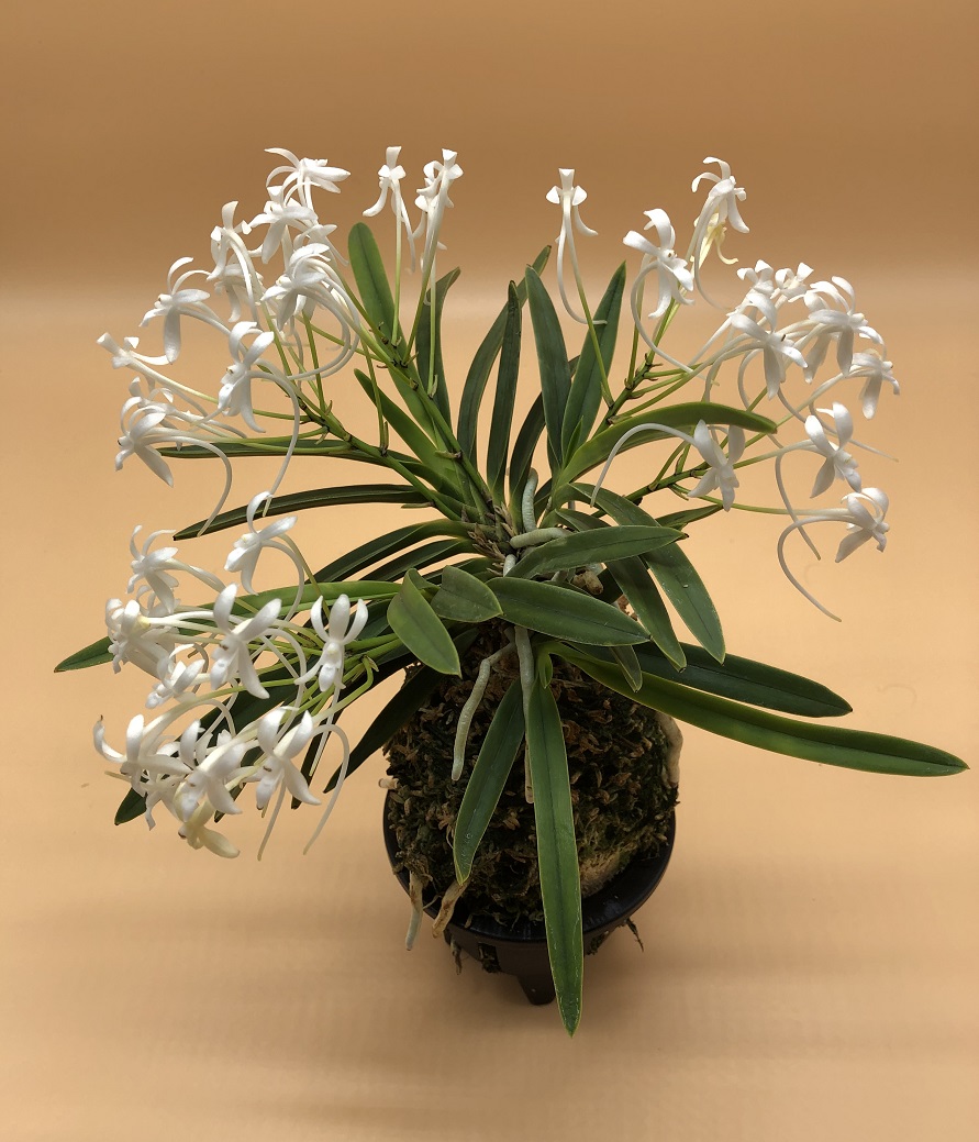 neofinetia falcata Kishuu Sekko州州雪虎 (3).JPG