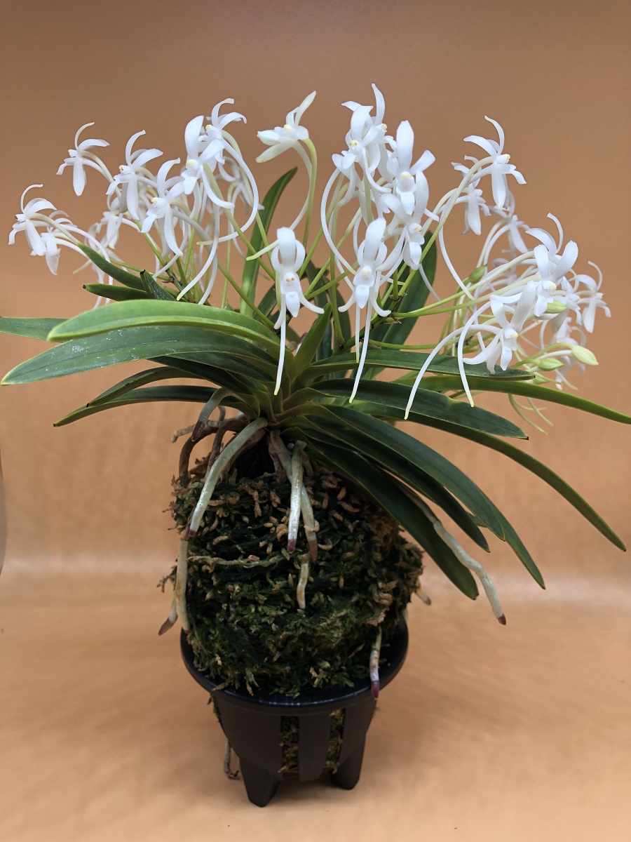 neofinetia falcata Kishuu Sekko州州雪虎 (2).JPG
