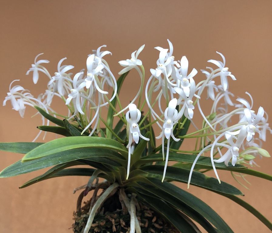 neofinetia falcata Kishuu Sekko州州雪虎.JPG