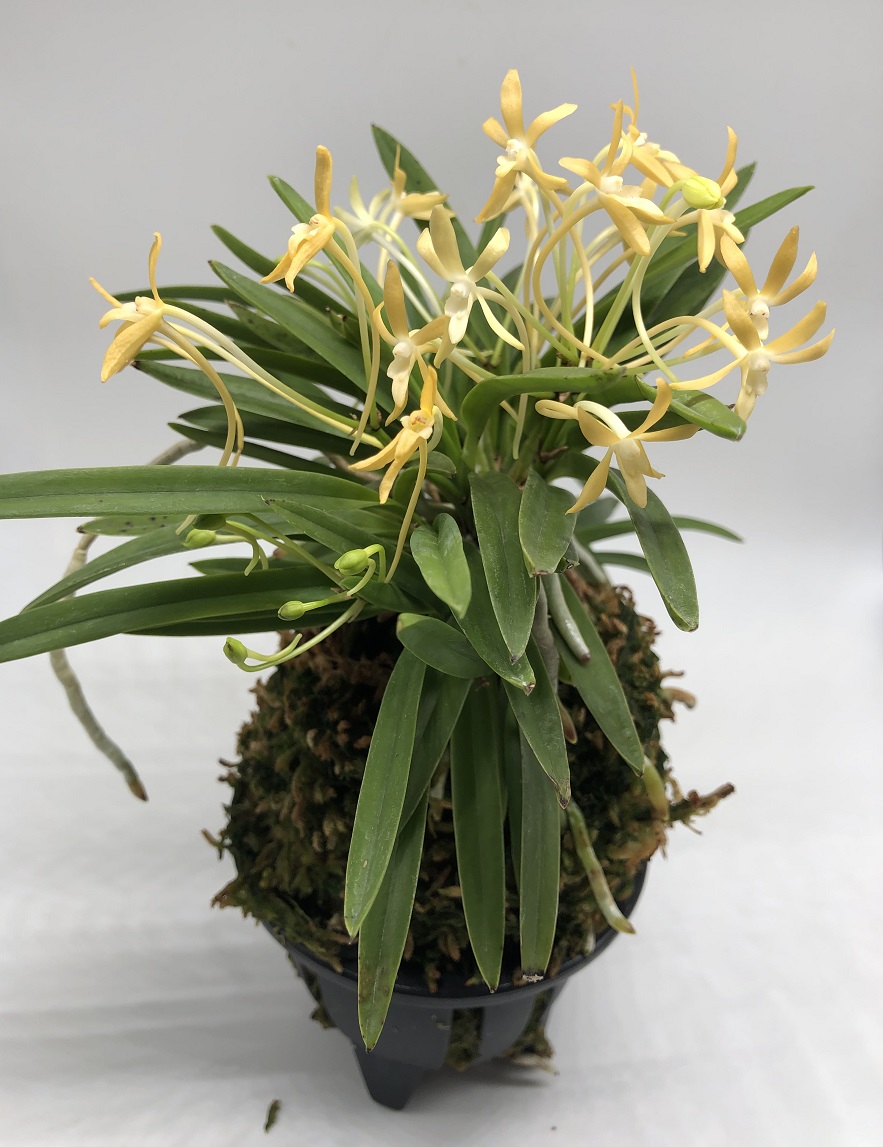 Neofinetia falcata Koka (黃華) (2).JPG