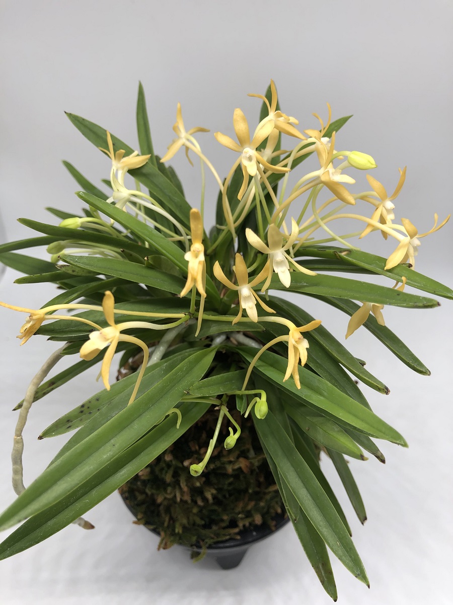 Neofinetia falcata Koka (黃華).JPG