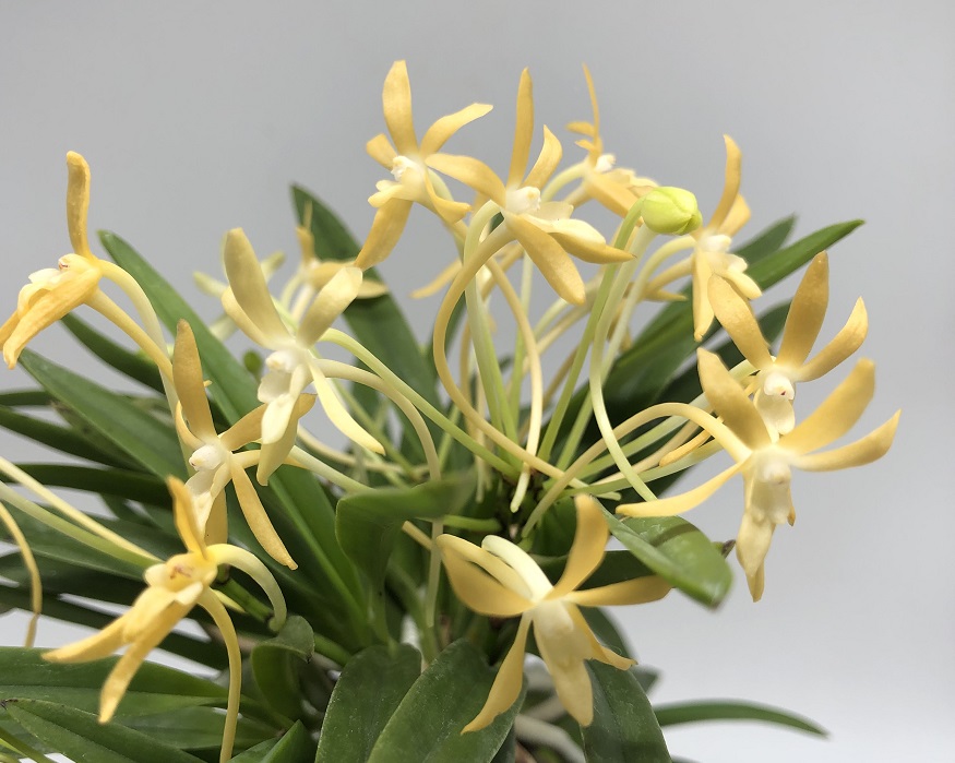 Neofinetia falcata Koka (黃華) (4).JPG