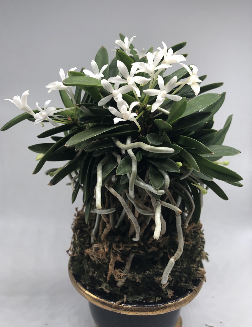 Neofinetia falcata Komaru 小丸 (2).JPG