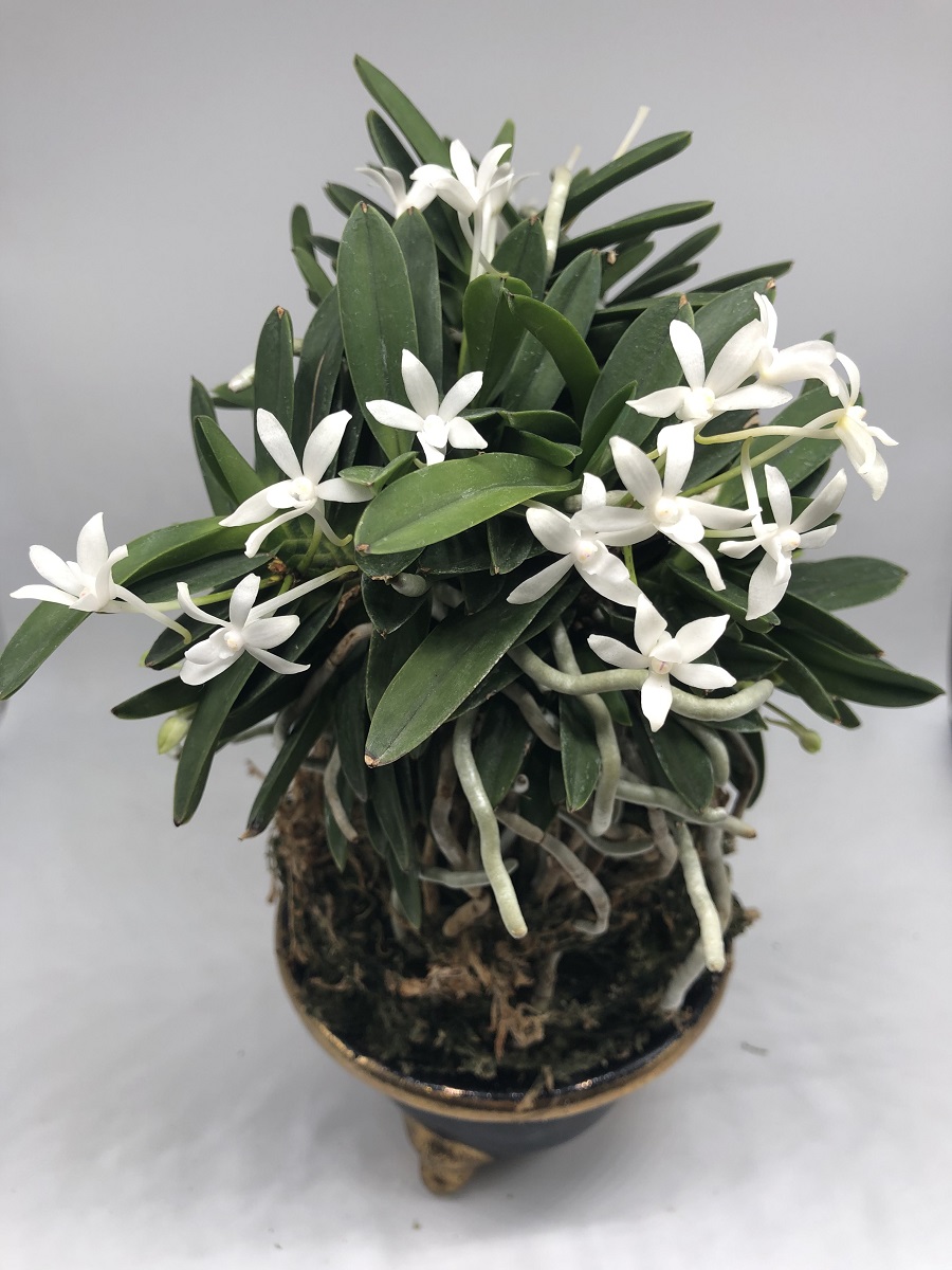 Neofinetia falcata Komaru 小丸.JPG