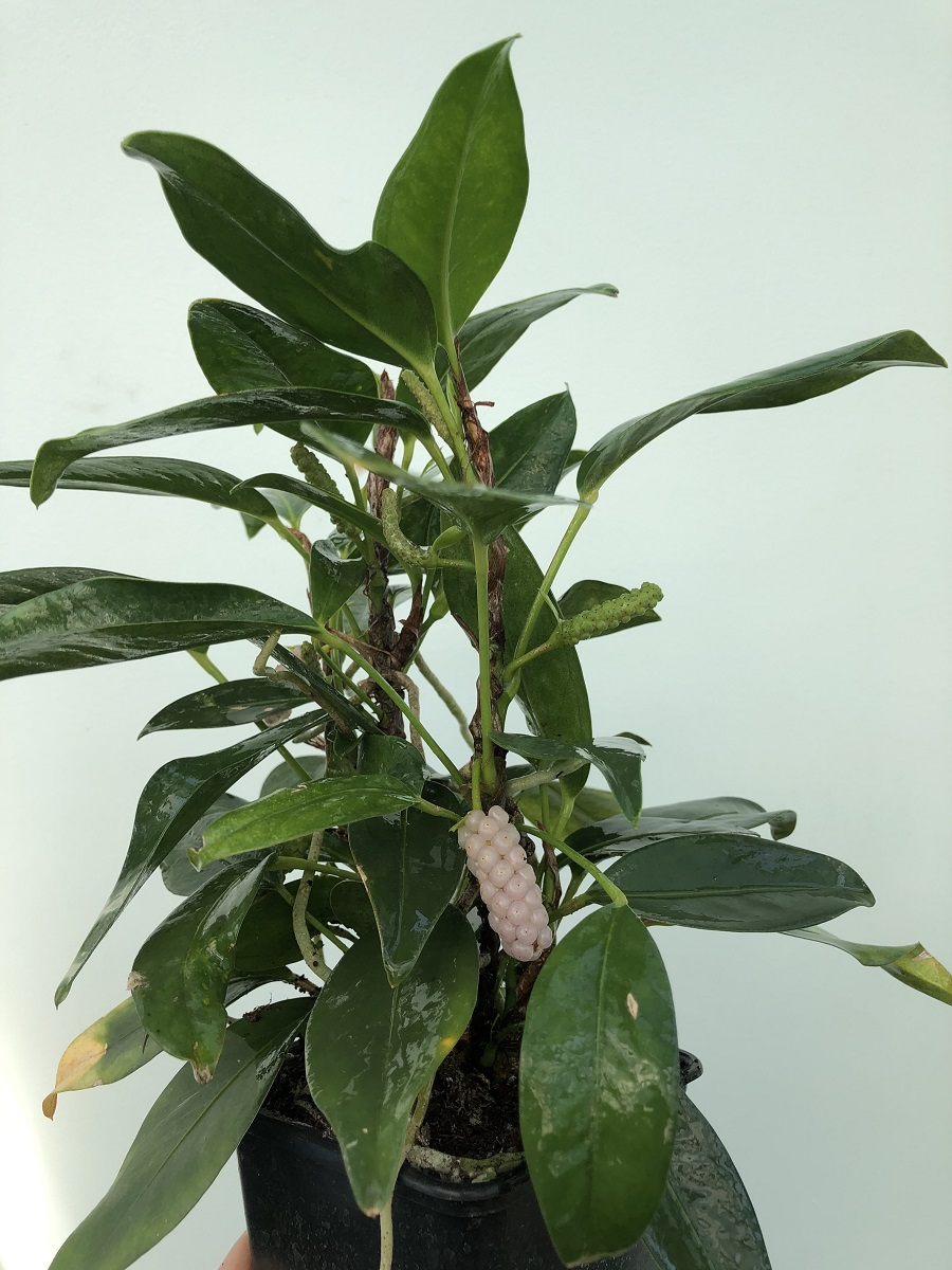 anthurium scandens.JPG