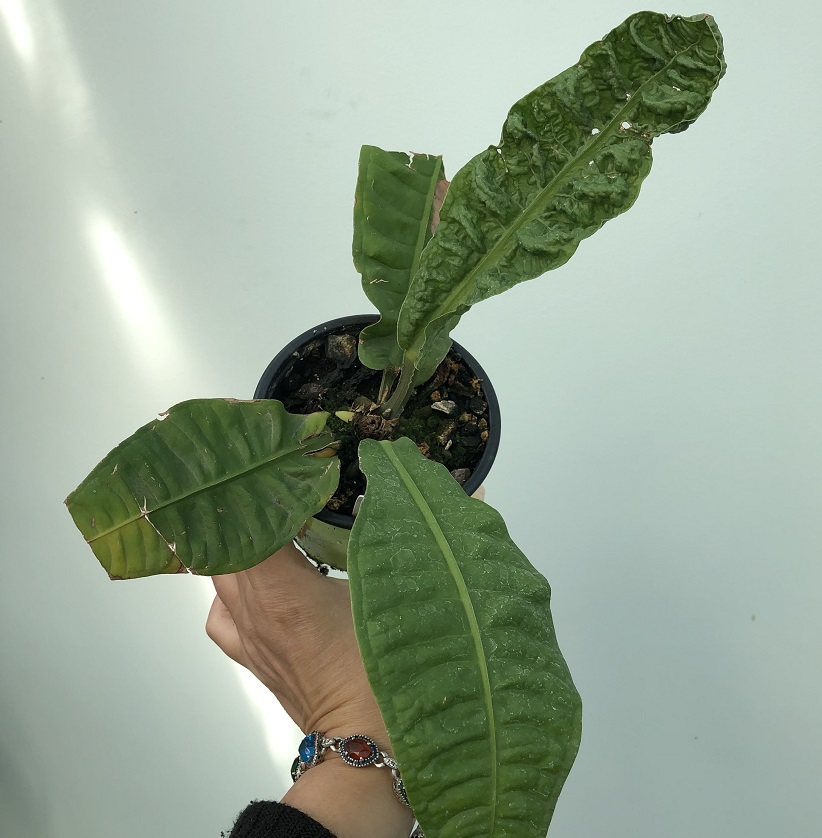 anthurium reflexinervium.JPG