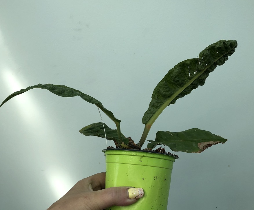 anthurium reflexinervium (2).JPG