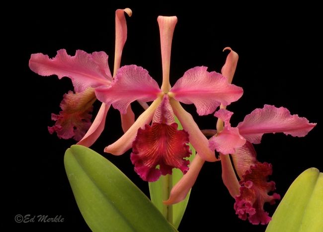 Cattleya dowiana 'Rosita' x SELF.jpg