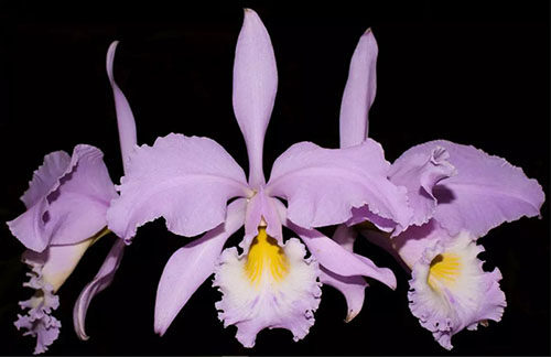 Cattleya gaskelliana concolor ('Ana' x 'Bela Vista').jpg