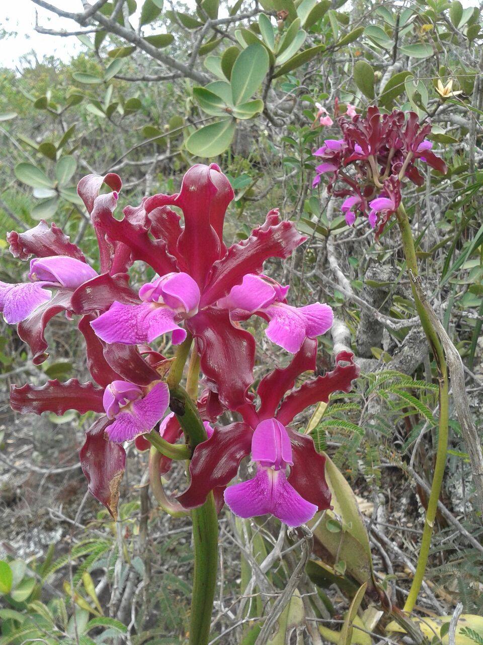 Cattleya elongata.jpg