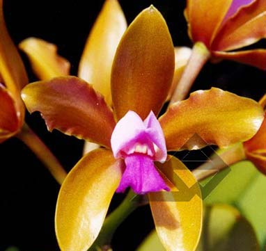Cattleya guttata bronze spotless 'Carlitus' x SELF.jpg