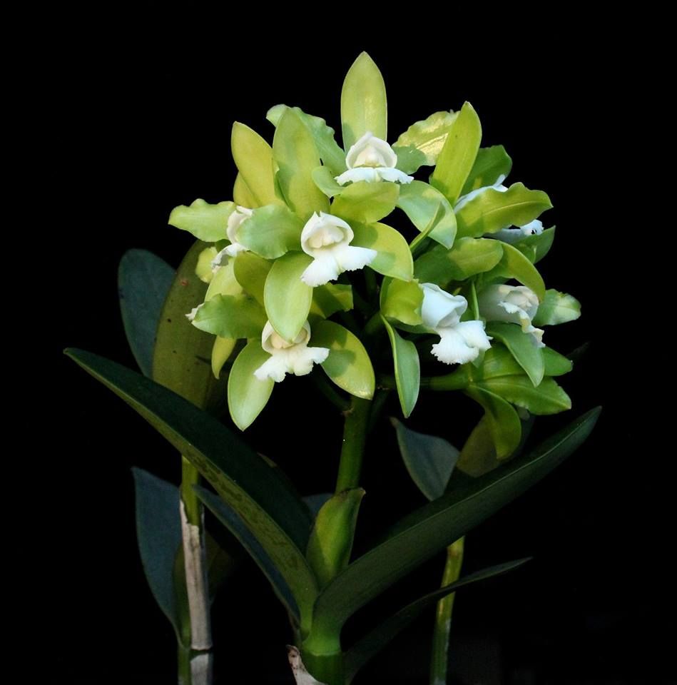 Cattleya leopoldii alba x SELF.jpg
