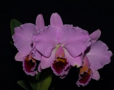 Cattleya percivaliana 'Summit -Mutant' x SELF.jpg