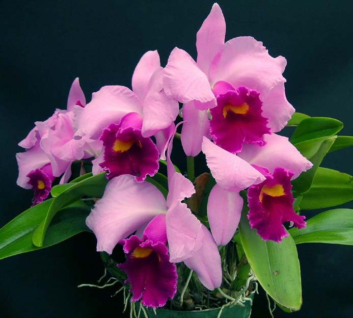 Lc. Irene Finney 'Springs Best'.jpg