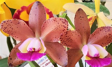 Blc. Durigan 'Crater'.jpg