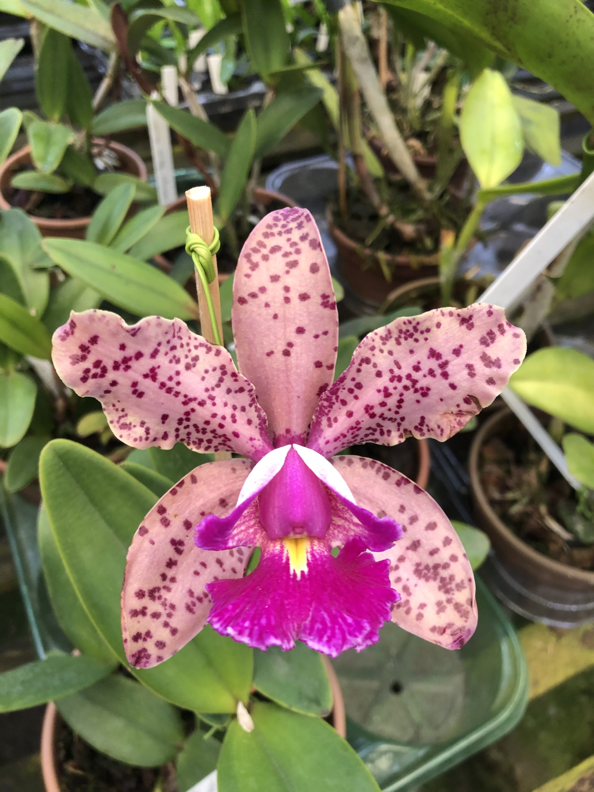 Cattleya Pedra da Gávea.jpg