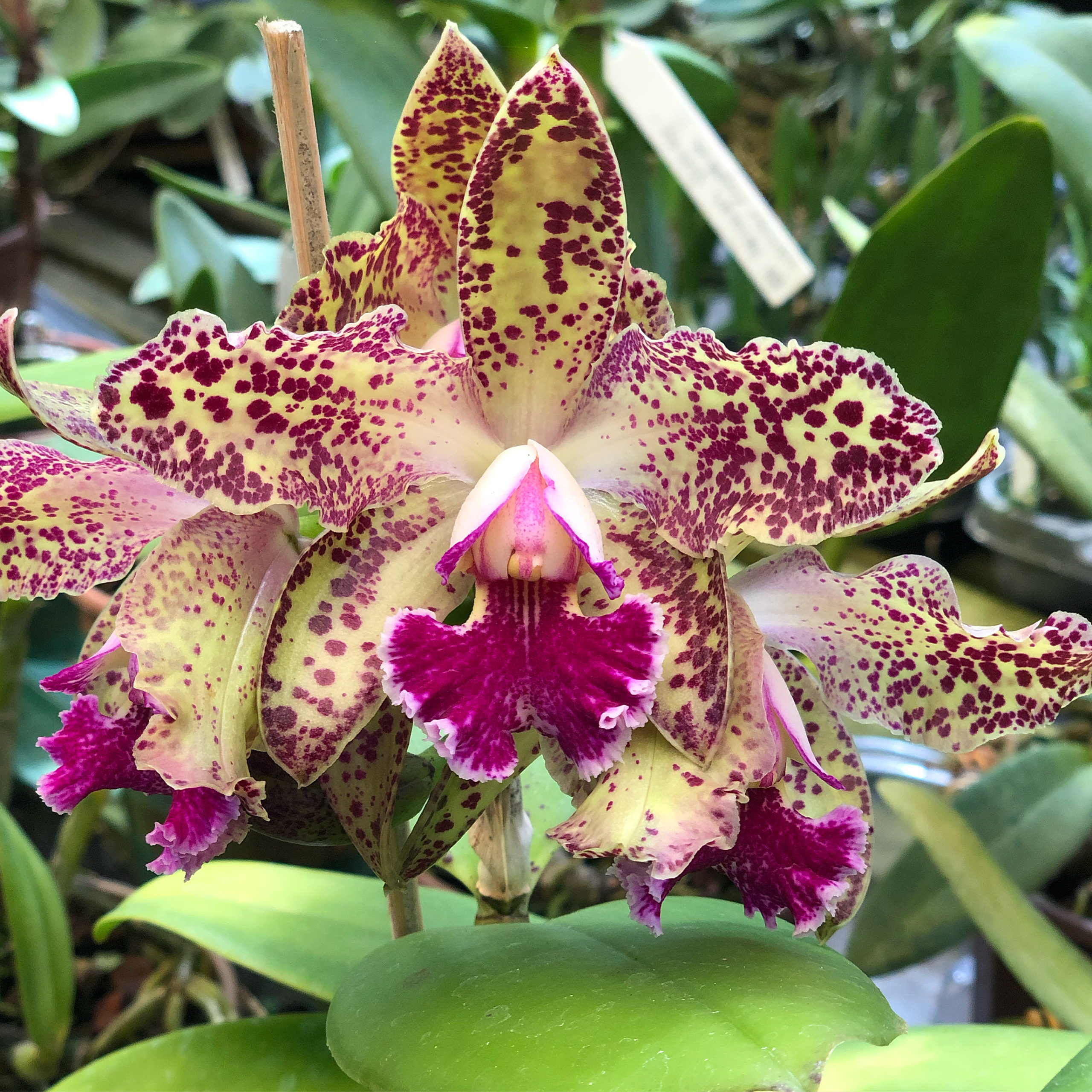 Blc. Durigan 'Cruzeiro do Sul'.jpg
