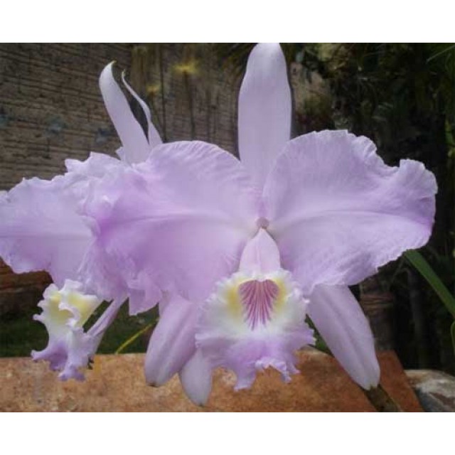 Cattleya lueddemanniana concolor clara x SELF.jpg