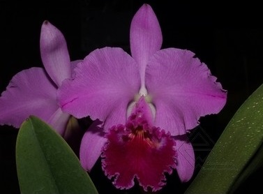 Cattleya labiata 'Yellow Eyes' x SELF.jpg