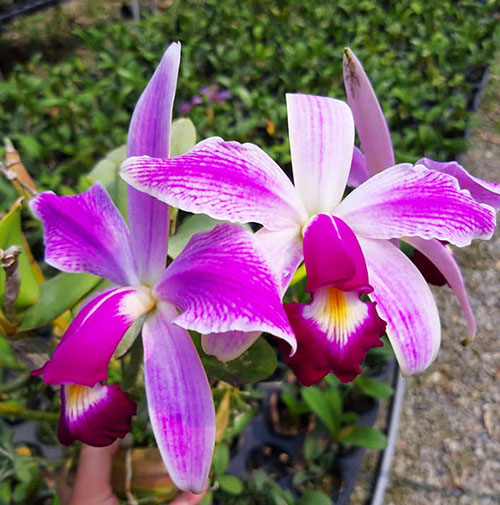 Cattleya violacea semi alba flamea x SELF.jpg