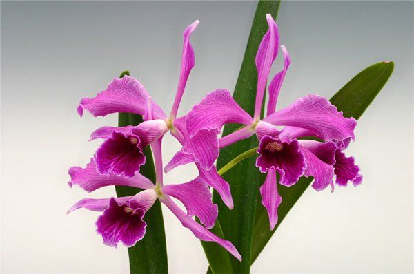 Laelia purpurata sanguinea.jpg
