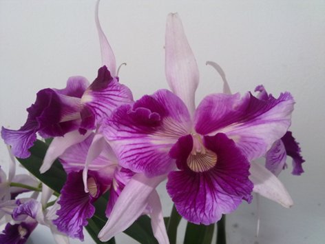Laelia purpurata trilabelo x SELF.jpg