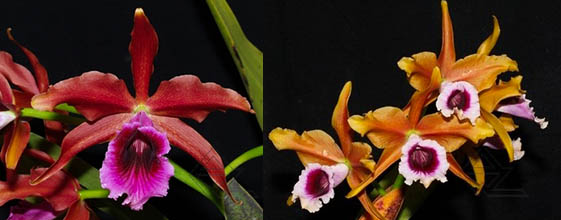 Laelia tenebrosa (vinicolor x 'Richard').jpg
