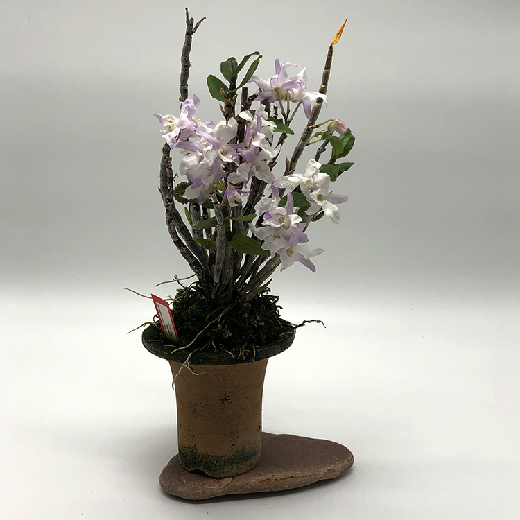 Dendrobium moniliforme Benibotan 홍모단 紅牡丹 (3)-3.jpg