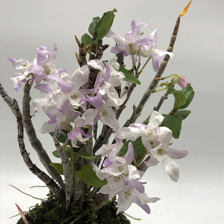 Dendrobium moniliforme Benibotan 홍모단 紅牡丹-1.jpg