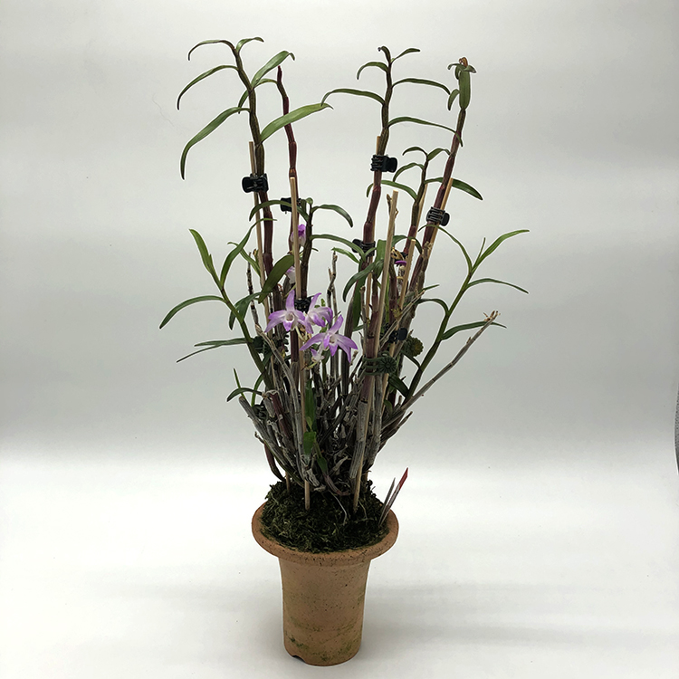 Дендробиум монилиформе (dendrobium moniliforme) Benishitan (2)-2.jpg