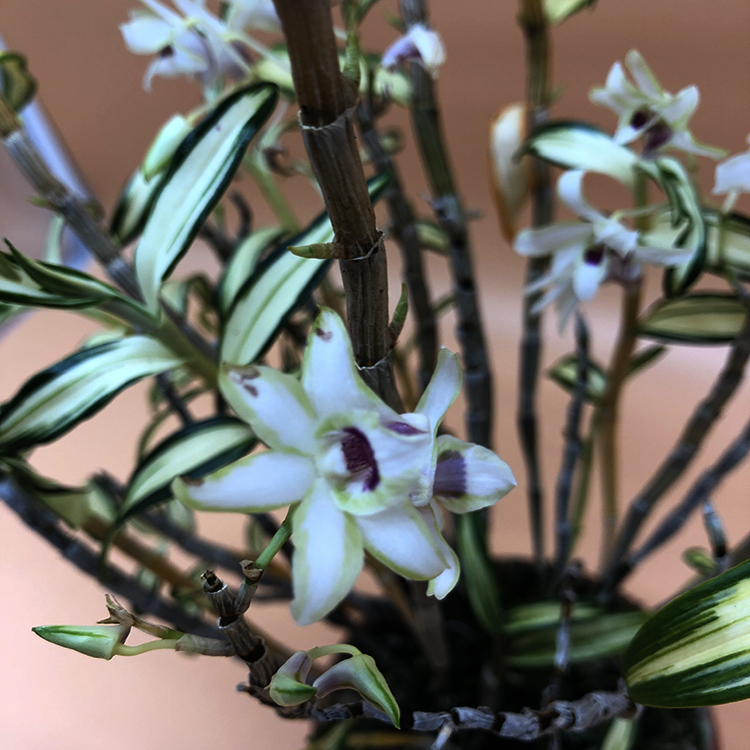 Дендробиум монилиформе (dendrobium moniliforme) sankanou (2)-2.jpg