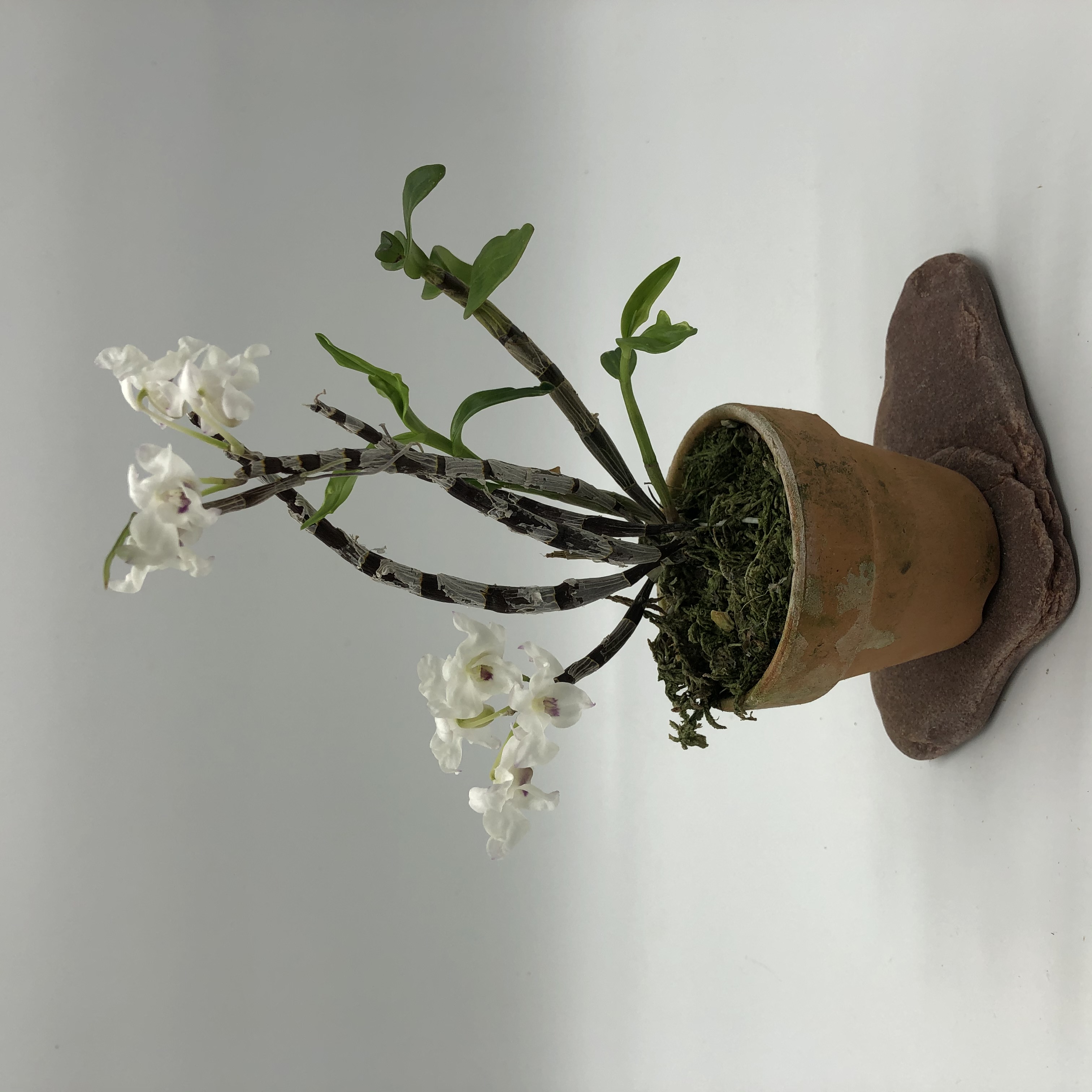 Dendrobium moniliforme utage 宴.JPG