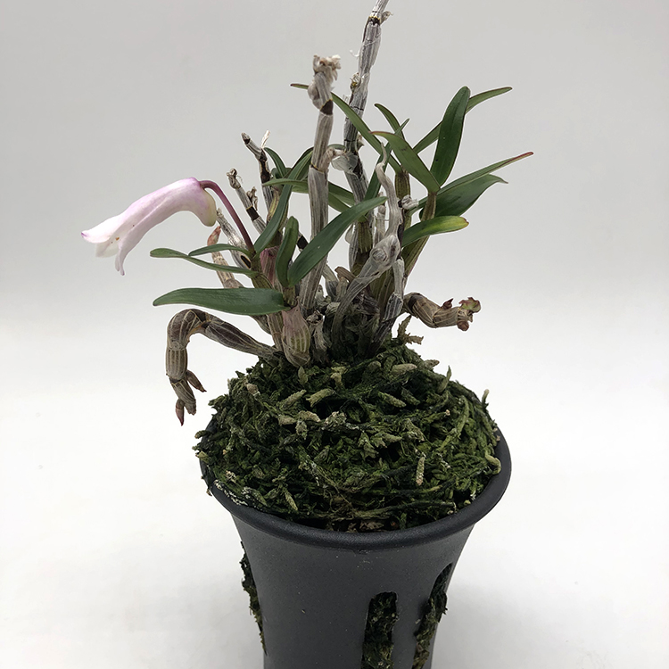 Dendrobium moniliforme yuryunomai-1.jpg