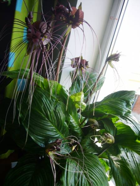 tacca (4).jpg