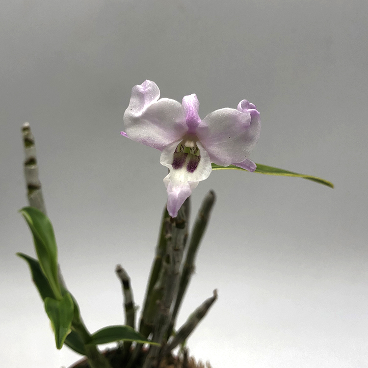 dendrobium moniliforme suisei (2)-2.jpg