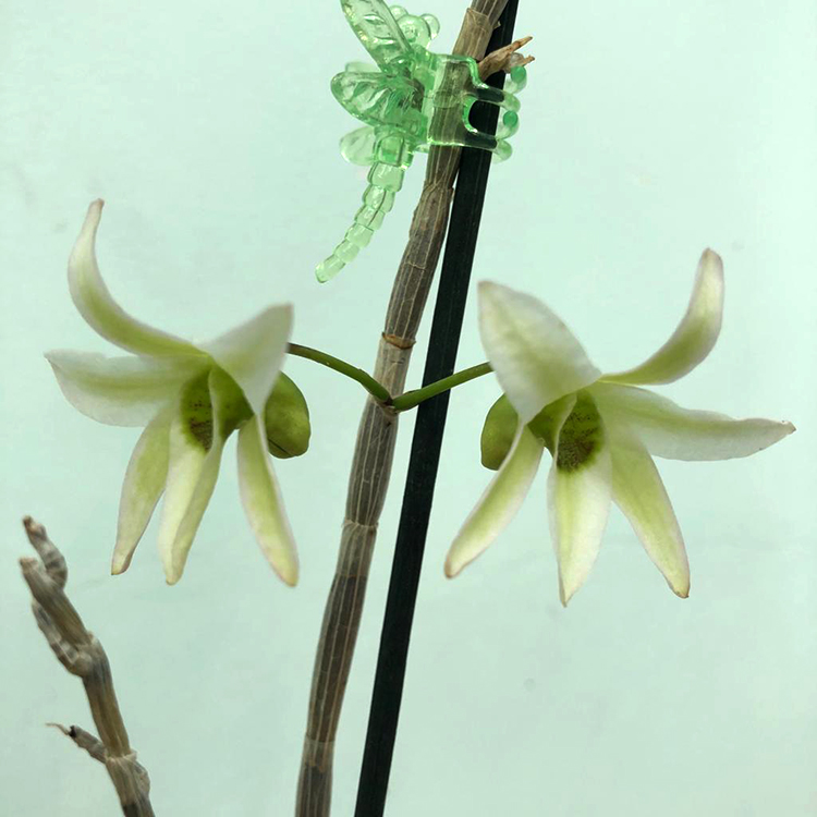 Dendrobium moniliforme Ryokuho-1.jpg