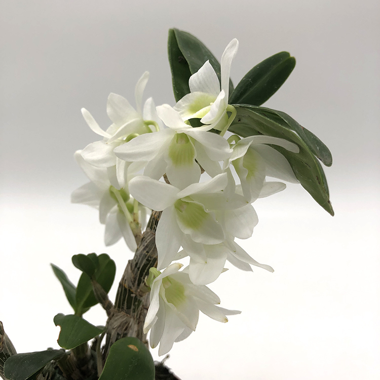 Dendrobium Angel Baby Love Pocket-1.jpg