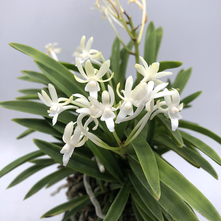 Neofinetia falcata amami奄美-kawari-1.jpg