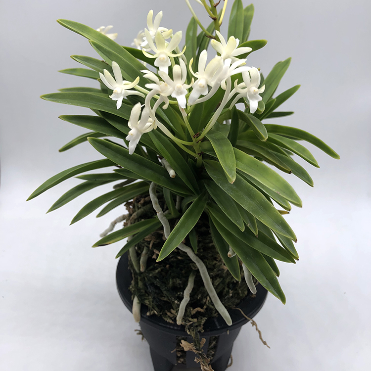 Neofinetia falcata amami奄美-kawar (2)-2.jpg
