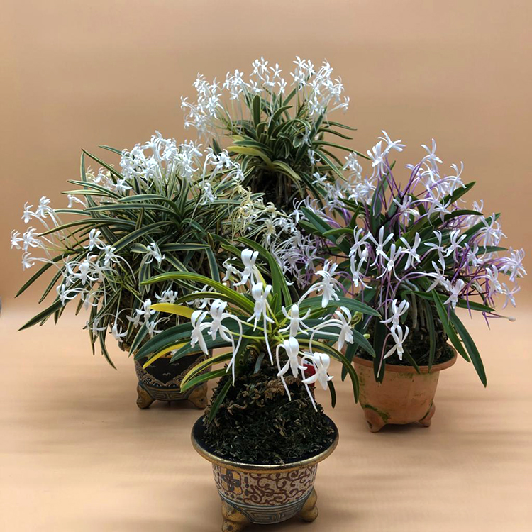 Neofinetia falcata-1.jpg