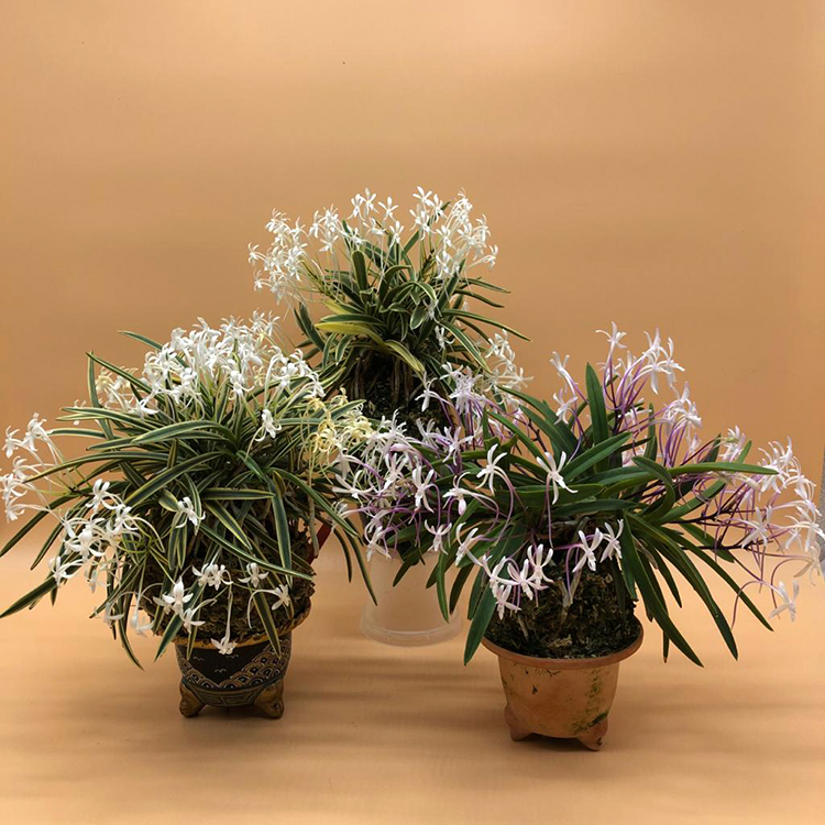 Neofinetia falcata (3)-3.jpg